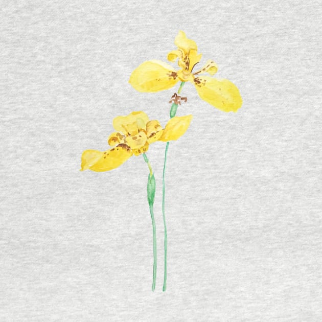 yellow iris flower watercolor by colorandcolor